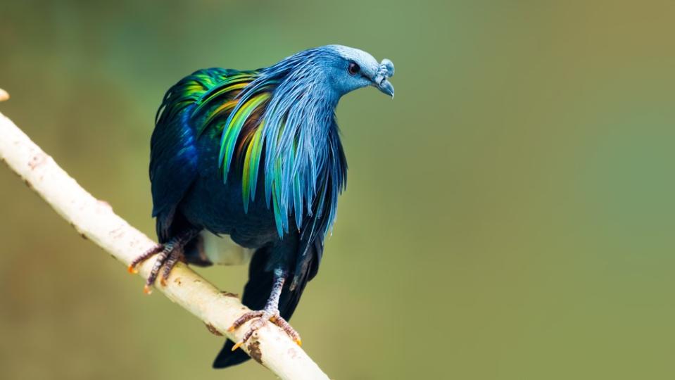 A Nicobar pigeon sitting on a branch.