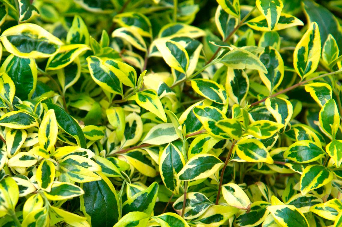 Glossy abelia ‘Kaleidoscope’ is handsome when used in moderation.