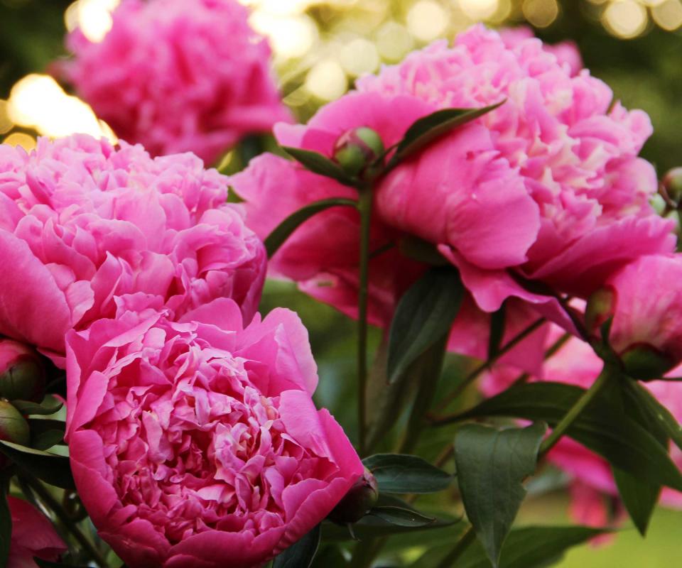 pink peonies