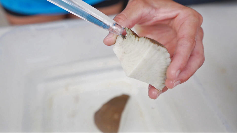 Researchers cut struggling corals into fragments to nurse them back to health, growing new coral from each fragment. (Jackie Montalvo & Maura Barrett / NBC News)