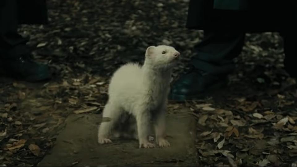 Moody (But Actually Barty Crouch Jr.) Turns Draco Into A Ferret In Goblet Of Fire