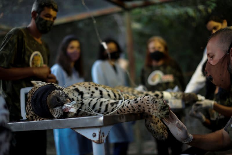 An adult male jaguar named Ousado receives treatment for burn injuries on his paws after a fire in Pantanal, at NGO Nex Institute in Corumba de Goias