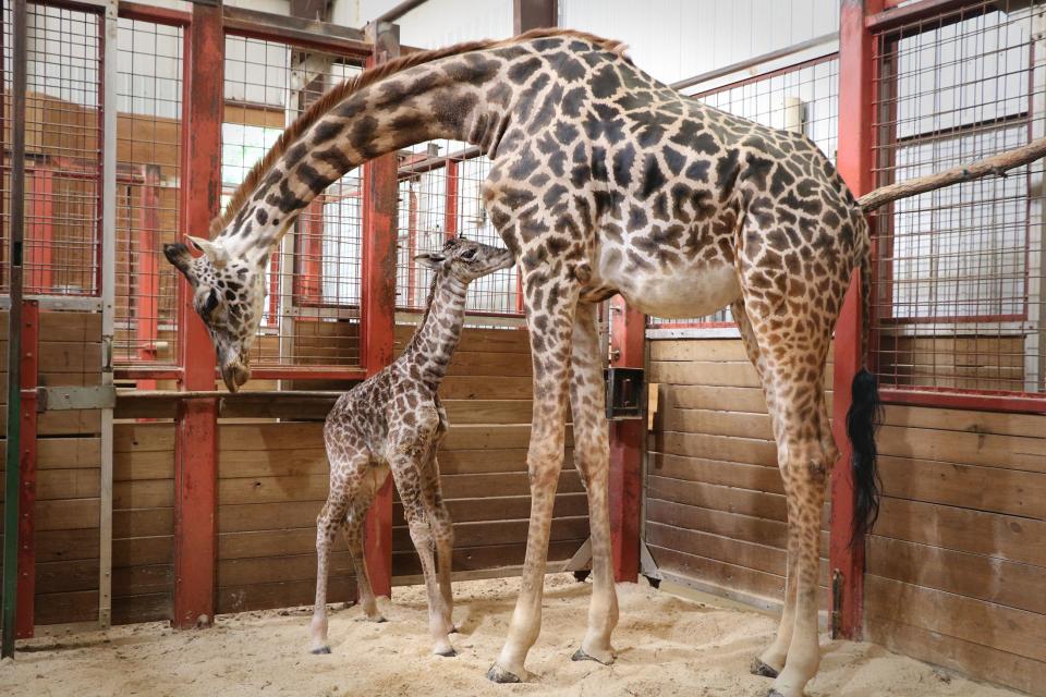 It’s a boy! Franklin Park Zoo welcomes Masai giraffe calf