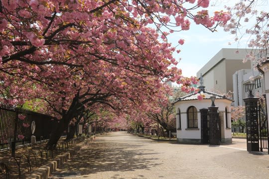 日本旅遊｜大阪造幣局4.5起一連七日開放！141種櫻花打造560米櫻花隧道、即日起網上預約入場（附登記步驟一覽）