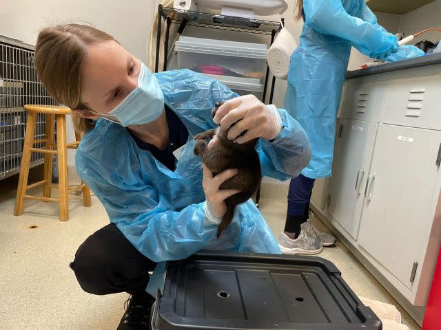 <p>San Diego Humane Society/Facebook</p> A San Diego Humane Society staff member examining a coyote pup