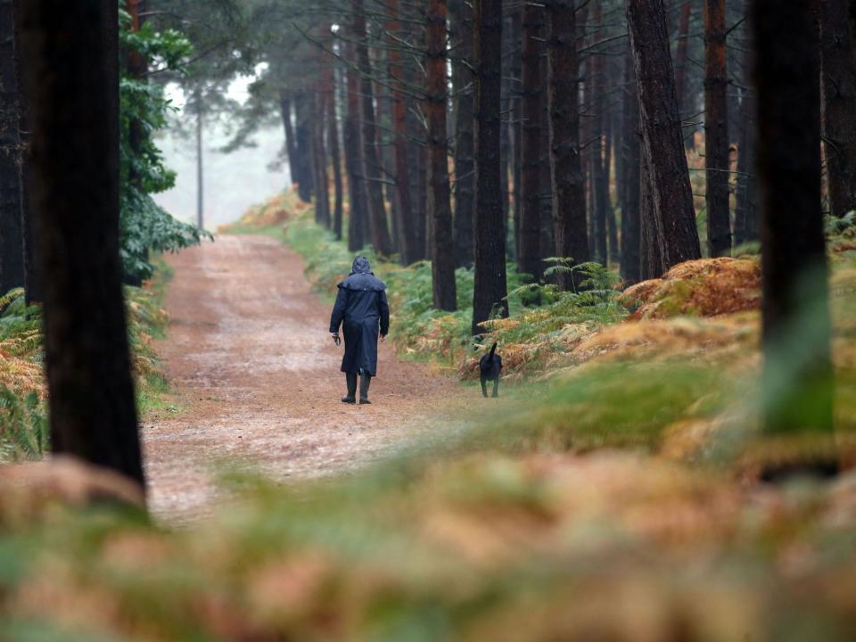 Stock image of Swinley Forest near Bracknell, Berkshire