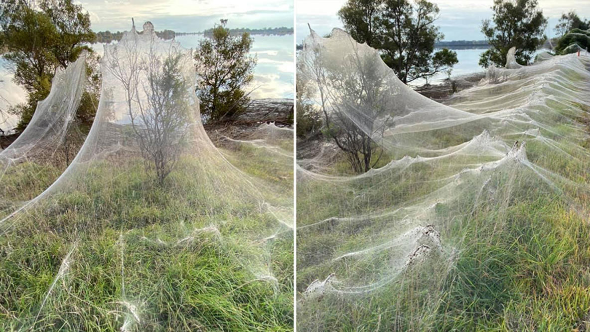 Spiderwebs Blanket Countryside After Australian Floods (Pictures)