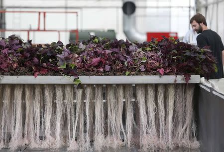 An employee prepares the exudation of plants roots at the Plant Advanced Technologies (PAT) company greenhouse in Laronxe near Nancy, Eastern France, June 19, 2015. REUTERS/Vincent Kessler