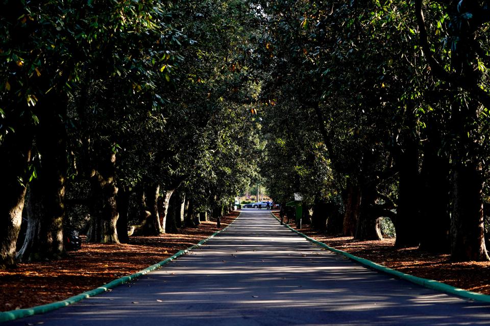 FILE - Apr 4, 2022; Augusta, Georgia, USA; A view down Magnolia Lane during a practice round of The Masters golf tournament at Augusta National Golf Club. Mandatory Credit: Andrew Davis Tucker-USA TODAY Sports