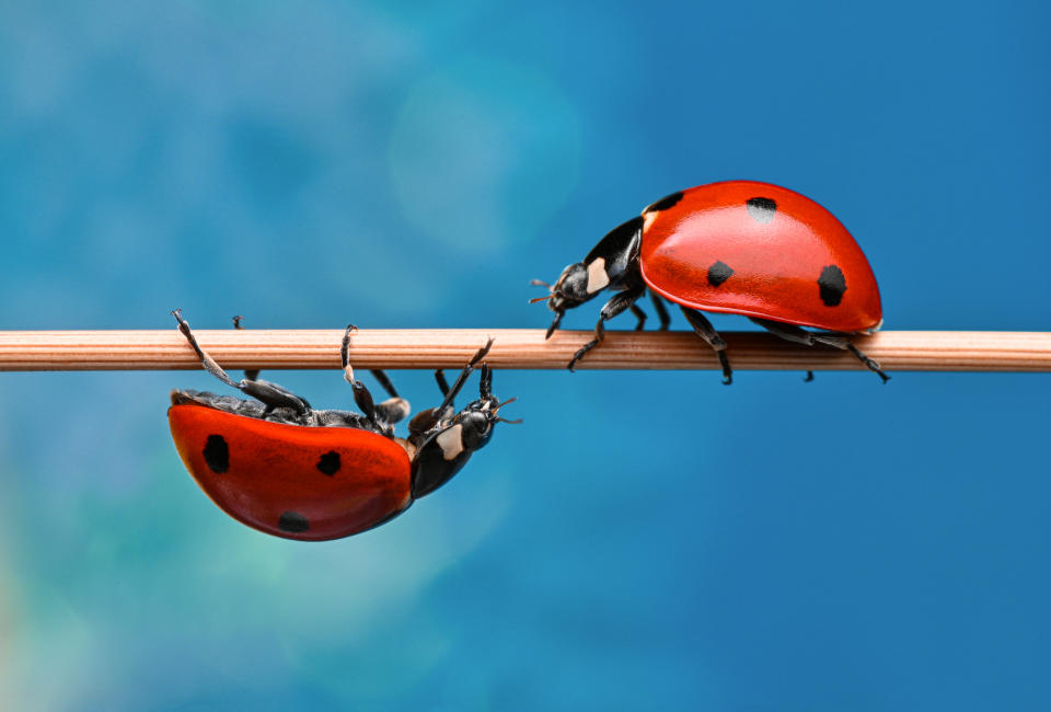 Two ladybugs on opposite sides of a thin branch, facing each other closely against a blue background