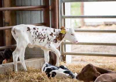 There are over 180 head of cattle at the Calder Farm supplying the majority of milk for use in the firm’s dairy products – milk, ice cream, cottage cheese, etc.