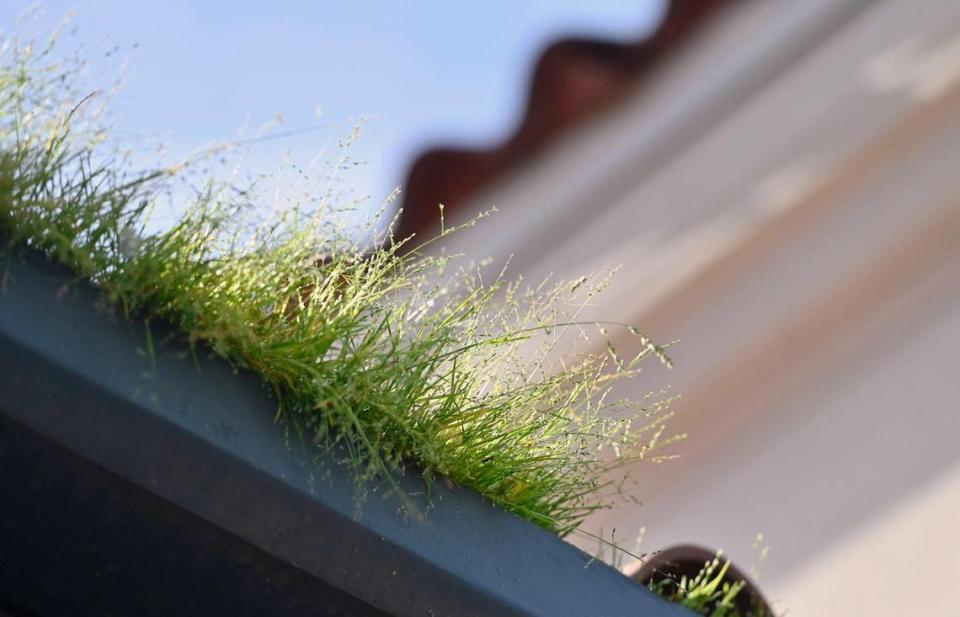 Grass is seen growing from the rain gutters at the Santa Fe Passenger Depot, renovated in 2005 after a $6 million project. Photographed Tuesday, Feb. 27, 2024 in Fresno.