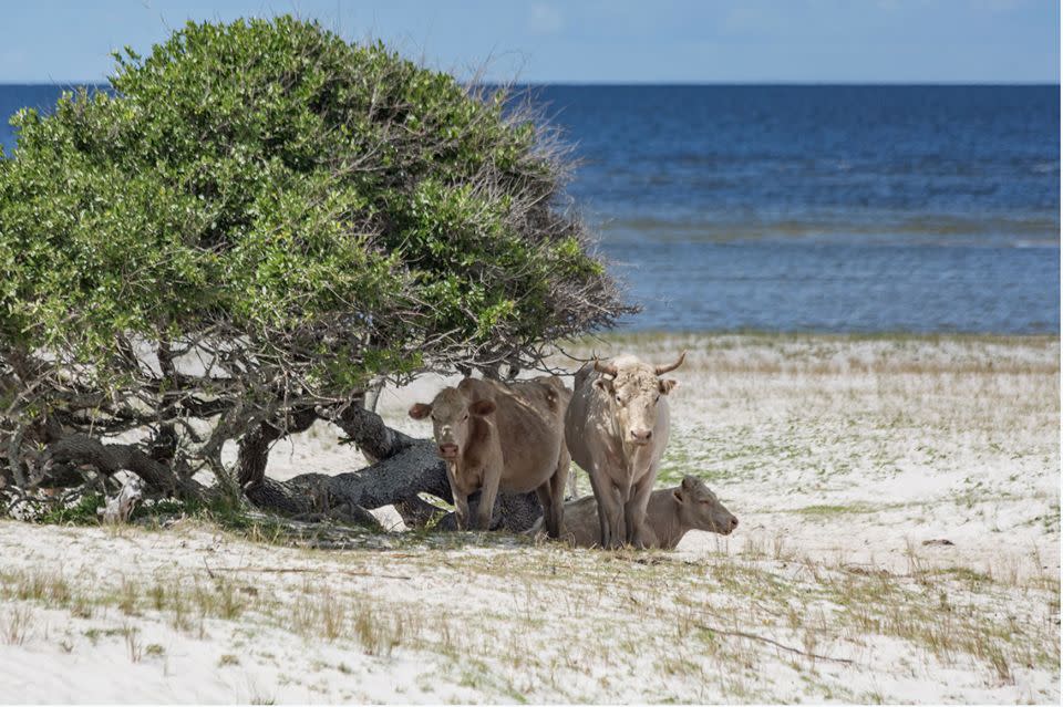 Cows on Cedar Island in North Carolina prior to Hurricane Dorian, as photographed by Paula O'Malley. (Photo: Paula O'Malley)