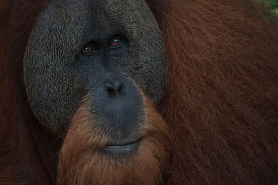 <p><strong>L’orang-outan de Sumatra</strong><br>Faisant partie des trois espèces du genre orang-outan appartenant à la famille des hominidés, cet animal peut vivre jusqu’à 50 ans à l’état sauvage. Hélas, l’orang-outan de Sumatra est également une espèce extrêmement menacée. Notamment par la destruction de son habitat qui cède peu à peu sa place à des plantations industrielles de palmiers à huile. Crédit photo: Getty. </p>