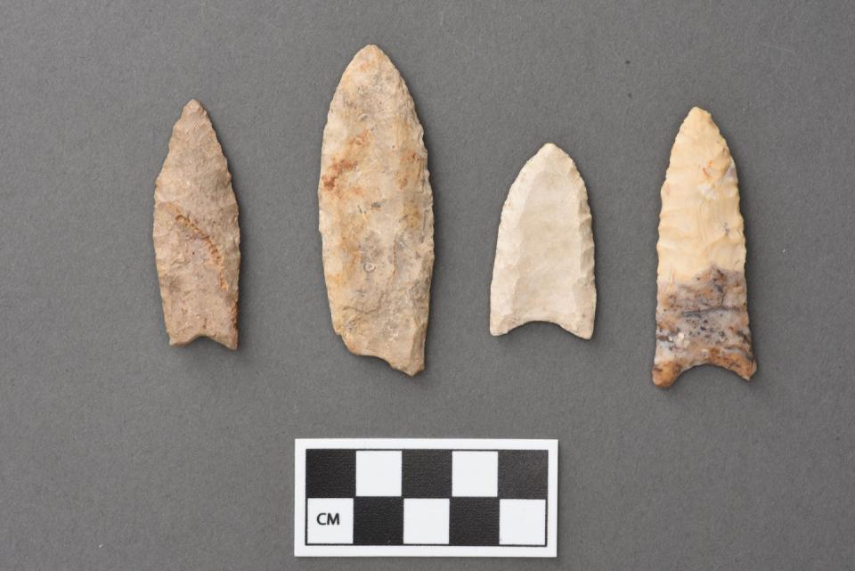 Stone Folsom points, which date to between 11,000 and 10,000 years ago, are associated with the prehistoric hunting of bison. UMMAA 27673, 39802, 30442 and 37737, Courtesy of the University of Michigan Museum of Anthropological Archaeology