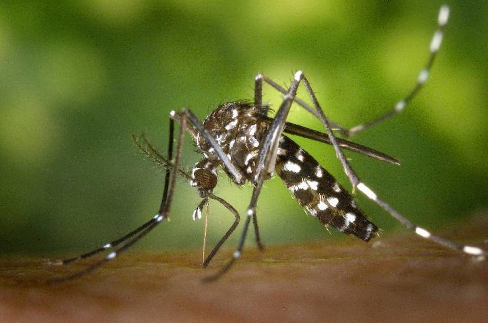 Aedes albopictus mosquito.