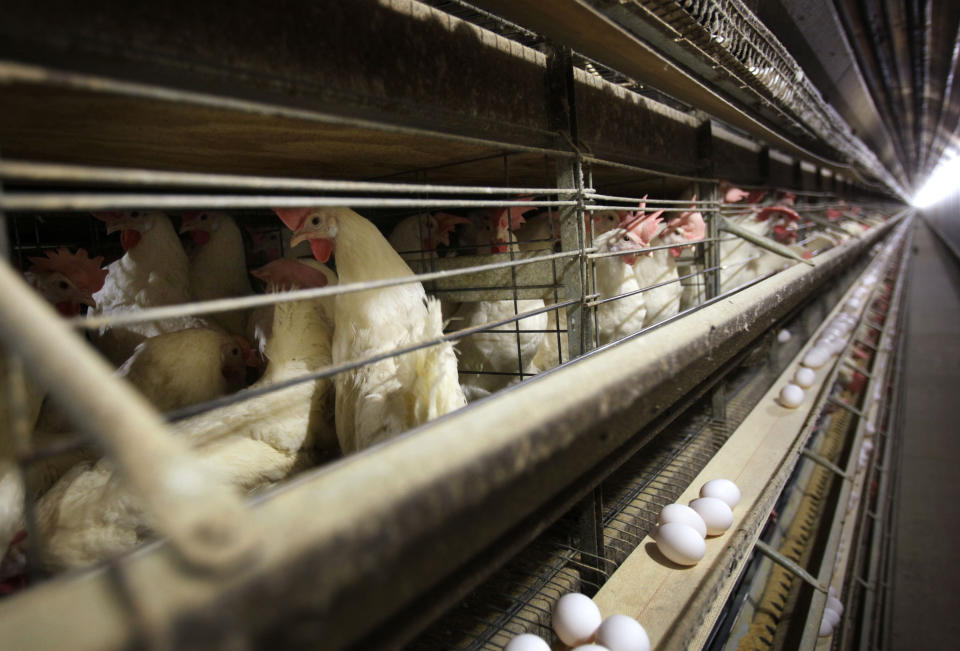 FILE - In this Nov. 16, 2009 file photo, chickens stand in their cages at a farm near Stuart, Iowa. Nearly 5 million chicken, turkeys and ducks have been slaughtered this year because of a persistent bird flu outbreak that began in 2022, but as big as that number may sound, it’s far less than the number of birds killed last year and that means consumers generally aren’t seeing as much impact on poultry and egg prices. (AP Photo/Charlie Neibergall, File)