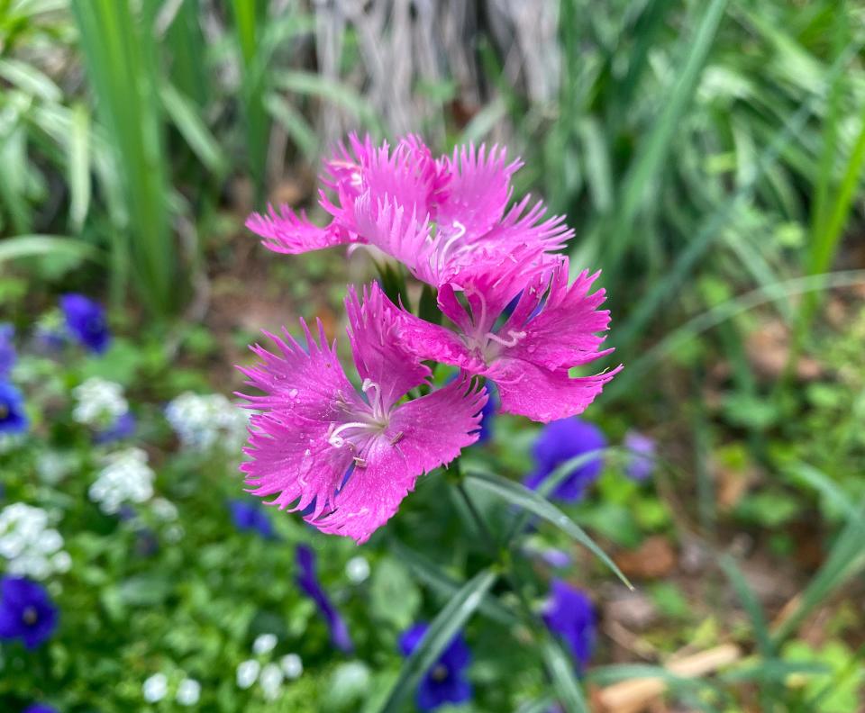 Bath’s Pink Dianthus will be offered at the 2023 Goodwood Spring Plant Sale  on Saturday, April 8.