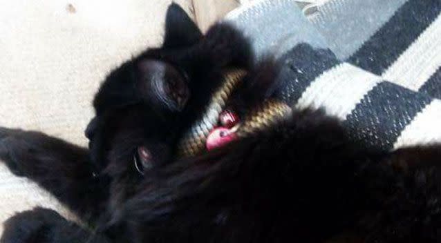 This cat was found with a snake coiled around its neck. Source: Facebook/ Victoria Snake Catcher Australia