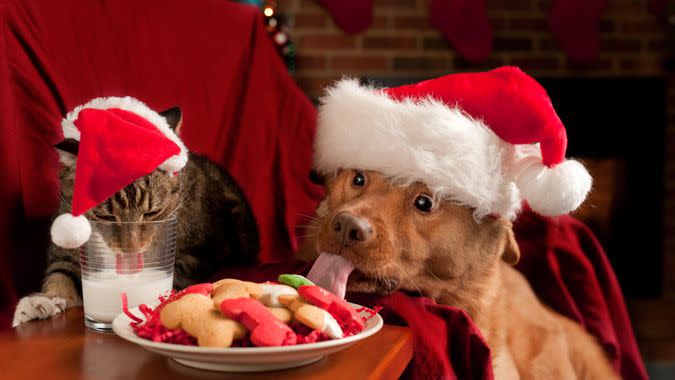 Misbehave pets eating and drinking Santa's snack.