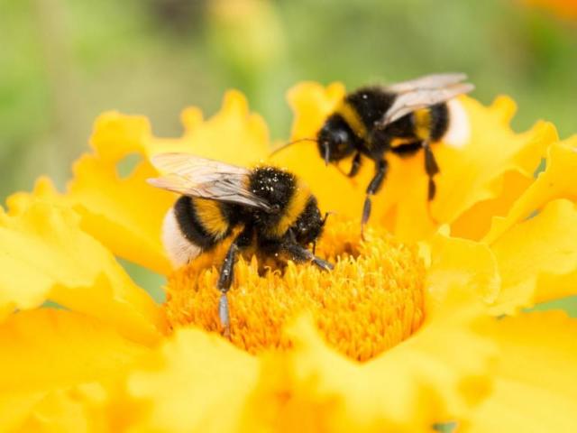 A London council is growing a seven-mile long “bee corridor” of wildflowers in an effort to boost the numbers of pollinating insects this summer.Brent Council in north London is sowing 22 wildflower meadows in the borough’s parks and open spaces, which together will form 50,000sq m of new flowering spaces and stretch seven miles in length.The council said it believed the initiative to be the first of its kind in the capital.The authority said workers were ploughing plots that have been picked as meadow areas. Once the ground is ready, seeds including ragged robin, cowslip and common poppy are to be sown to encourage more visits from pollinating insects.Krupa Sheth, the council’s lead member for environment, said: “Bees and other insects are so important for pollinating the crops that provide the food that we eat. “We must do all we can to help them to thrive. I’m proud of Brent’s commitment to boost biodiversity in the borough and look forward to seeing the meadows in full bloom in just a few months’ time.”Brent council announced its bee corridor plans just after a major UN report detailed the devastating impact humans are continuing to have on the natural world.The Intergovernmental Science-Policy Platform on Biodiversity and Ecosystem Services (IPBES) said wild mammals had declined by 82 per cent since 1980, space for natural ecosystems had halved, and one million species were now at risk of extinction as a result of human action.Brent Council also cited a separate study published in the journal Nature last month, which showed a huge drop in the number of pollinating insects across the UK since the 1980s. The study indicated the loss of wild habitats had played a large part in this, with more than 97 per cent of the UK’s wildflower meadows having disappeared since the Second World War. Many butterflies, bees, dragonflies and moths rely on these flowers to thrive.Insect pollinators are vital for the maintenance of ecosystem health and for global food security. Insects are required to maintain the existence of 75 per cent of crop species, 35 per cent of global crop production and up to 88 per cent of flowering plant species.