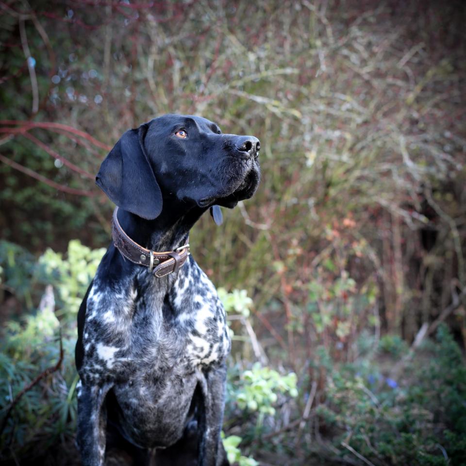 <strong>Third Place</strong><br />"Monty"<br />Monty, German shorthaired pointer, U.K.<br />Photographer Maisie Mitford is 11 years old.
