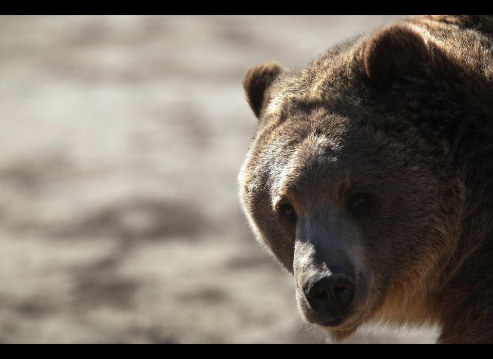 KEENESBURG, CO - OCTOBER 20:  A grizzly bear waits to be fed at The Wild Animal Sanctuary on October 20, 2011 in Keenesburg, Colorado. The non-profit sanctuary is a 720-acre refuge for large carnivores that have been confiscated from illegal or abusive situations and is currently home to over 290 lions, tigers, bears, wolves and other large carnivores. It is the oldest and largest carnivore sanctuary in the United States, having been in operation since 1980. On Tuesday the owner of a Zanesville, Ohio private animal reserve set loose 56 animals, of which 49 were hunted down and killed by law enforcement and six others were tranquilized and are being treated at the Columbus Zoo. (Photo by John Moore/Getty Images)