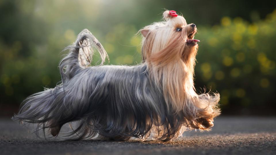 Yorkshire Terrier