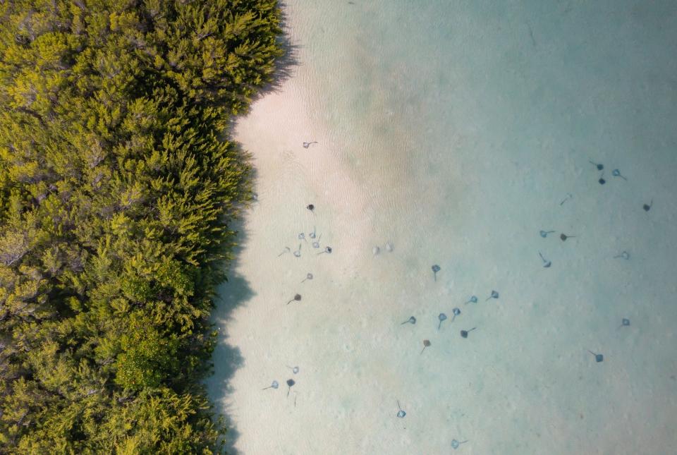 Juvenile rays in Seychelles.