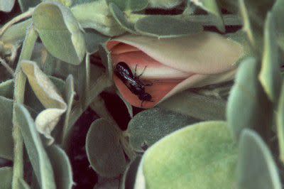 Hylaeus longiceps, a yellow-faced bee species, on Sesbania.