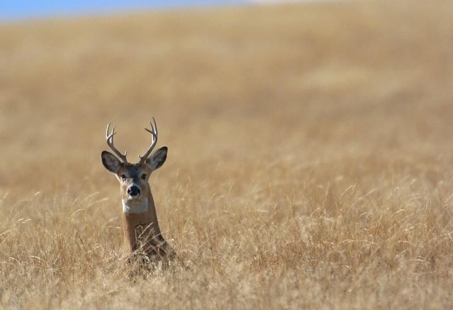 Zombie deer disease' reported in US, Canada, other countries. Check  symptoms, treatment, vaccine - The Economic Times