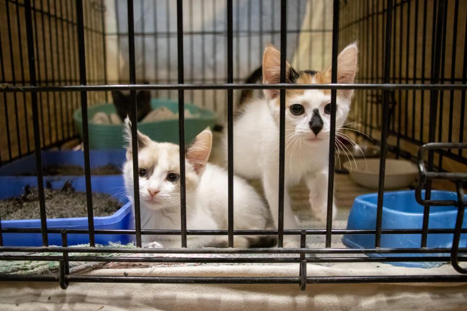 Two kittens sit at the edge of a kennel behind the front desk of the Humane Society of Southwest Missouri Thursday, Aug. 18. The humane society, along with other local animal rescues and shelters, is experiencing overpopulation.