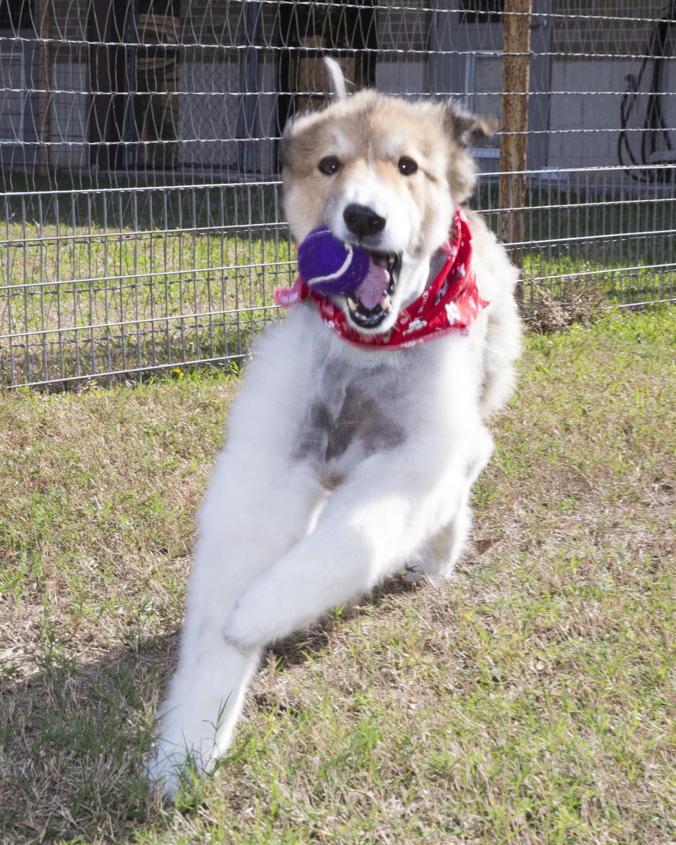 Photo credit: Courtesy of The College of Veterinary Medicine & Biomedical Sciences at Texas A&M University