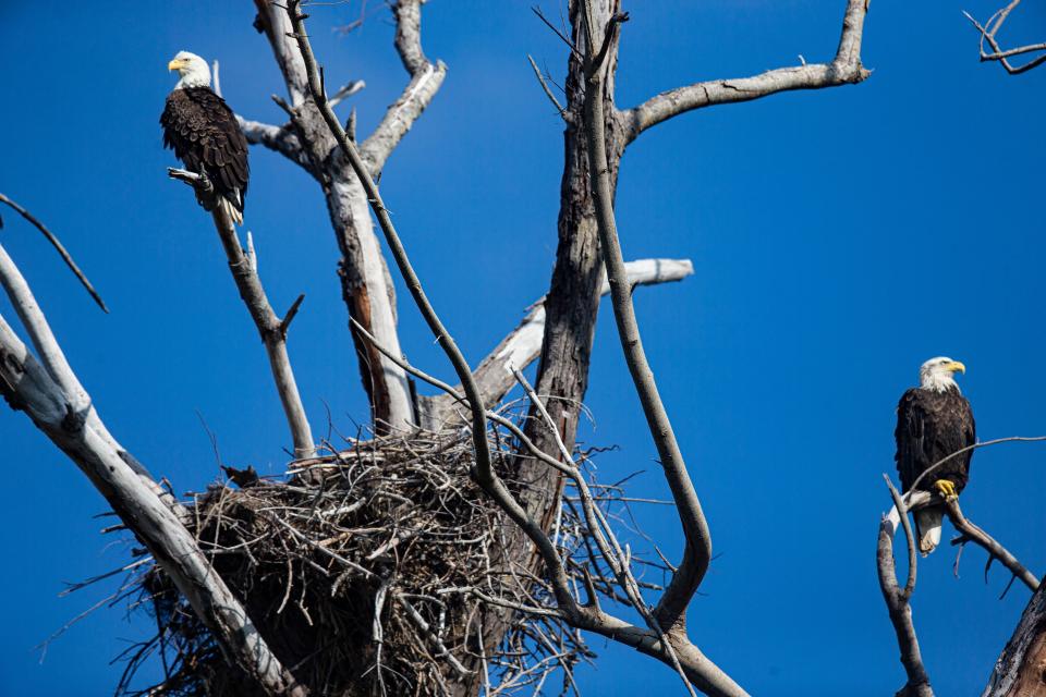 A pair of bald eagles perch at a nest on Sanibel Island on Thursday, Sept. 7, 2023. A lot of bald eagle nests were wiped out in Hurricane Ian last year. The bald eagle population rebounded by building new nests. (Andrew West/The News-Press a part of the USA Today Network)