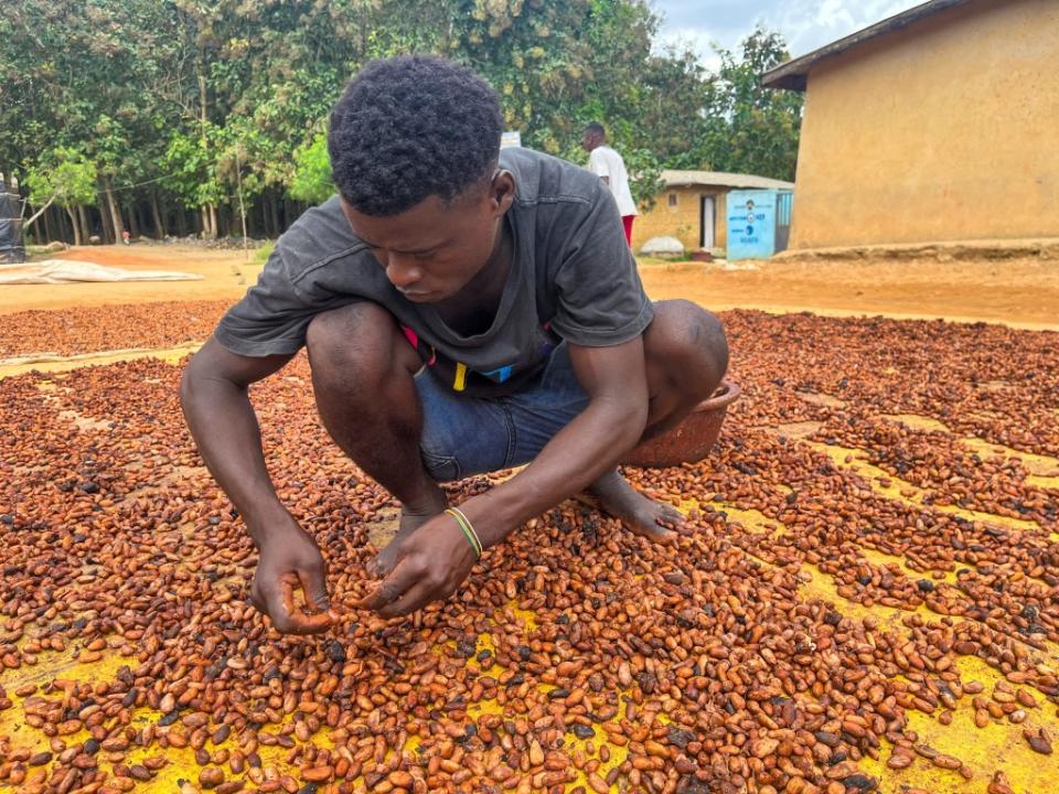 A farmer dries cocoa beans at a village in Daloa, Ivory Coast. REUTERS