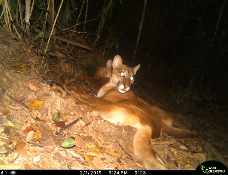 A puma is photographed by a camera trap set up by the WebConserva Foundation in San Lucas