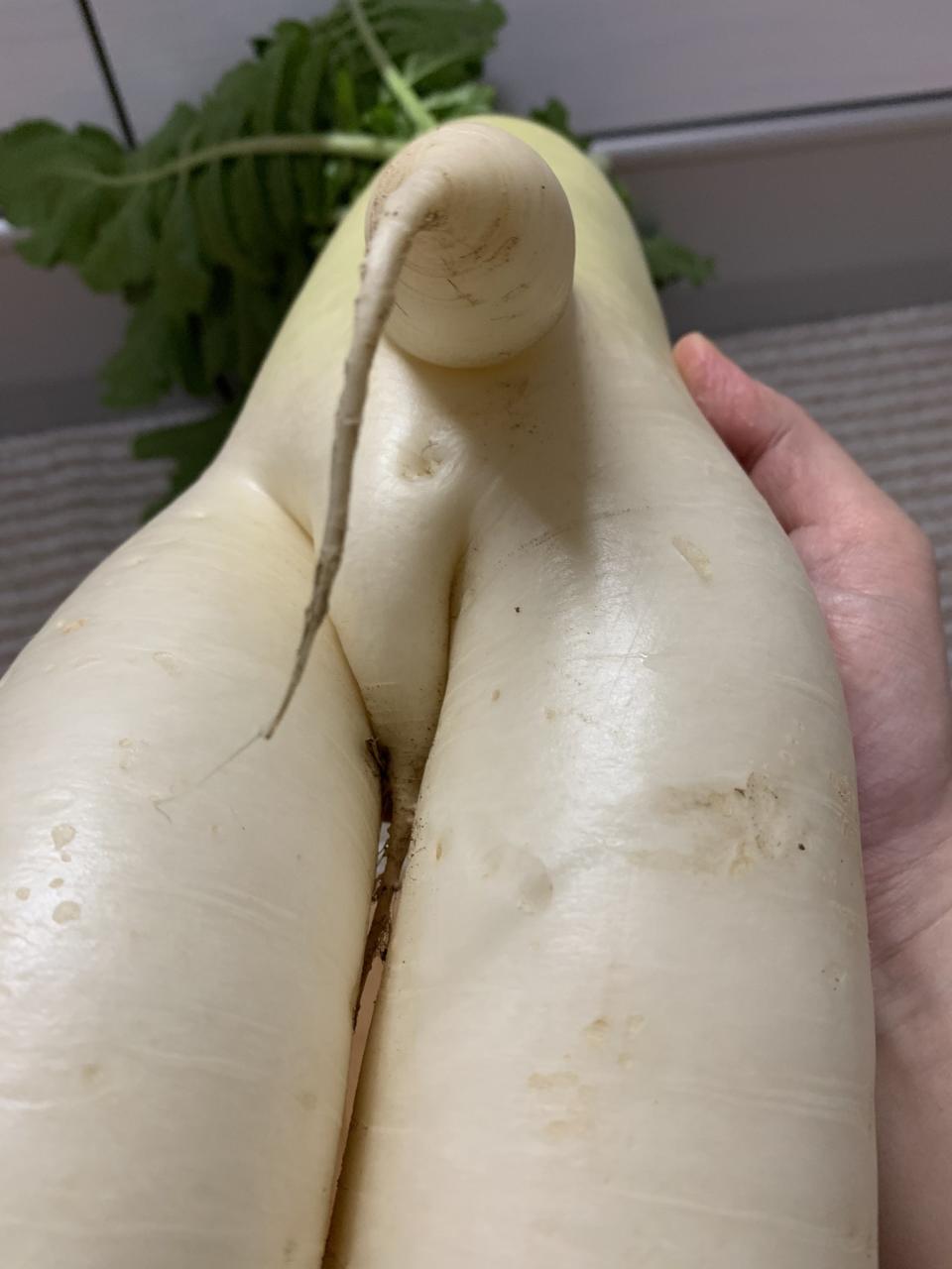 A strange radish, or daikon, from Japan came with an appendage that looks like a penis.