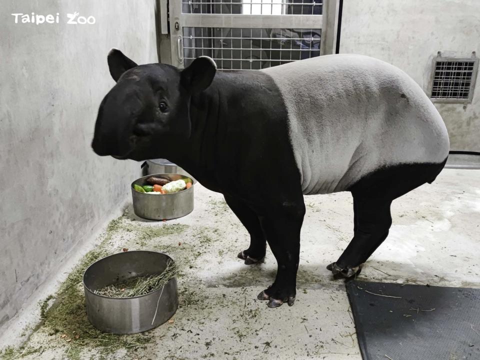 雌性馬來貘「Putri」。   圖：台北市立動物園／提供