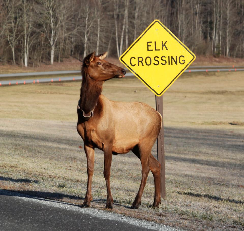 An “Elk Crossing” sign alerts drivers to watch out for elk while driving past the fields at Oconaluftee Visitor Center.