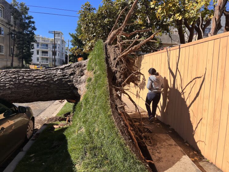 LOS ANGELES CA FEBRUARY 6, 2023 - Surbhi Jain navigates a damaged sidewalk along W. Sardis Avenue, where overnight high winds toppled a large tree in the Palms neighborhood of Los Angeles Monday Morning, February 6, 2023. (Carolyn Cole / Los Angeles Times)