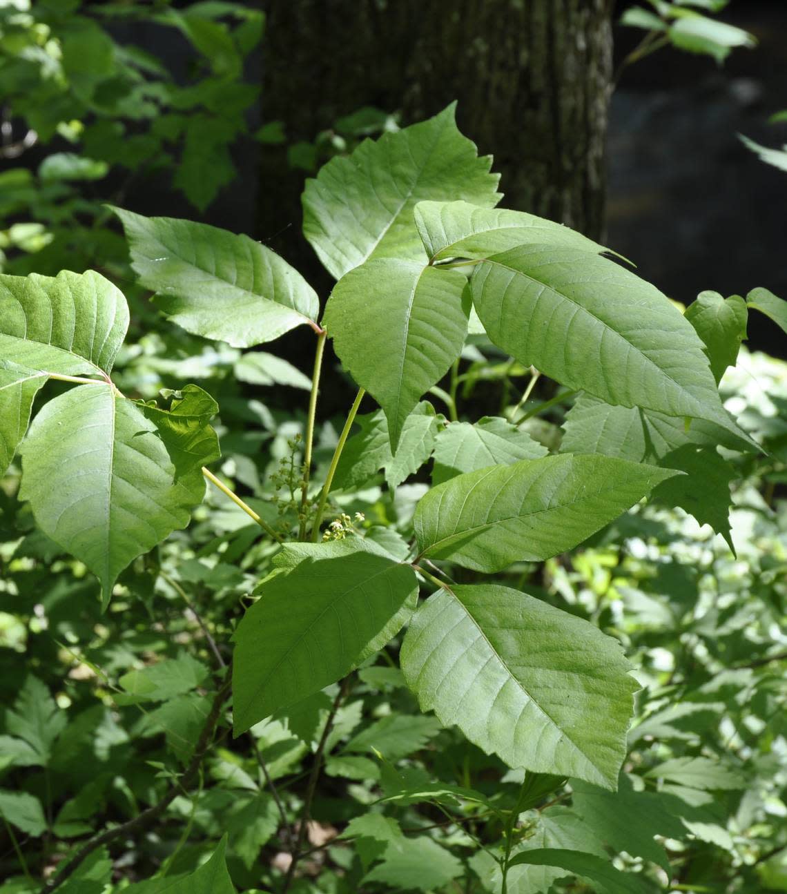 Poison Ivy is most commonly found in wooded areas and fields throughout the state.