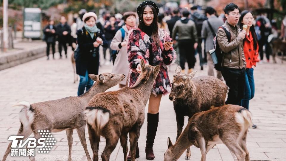 奈良公園裡的鹿可以自由隨意行走。（示意圖／shutterstock達志影像）