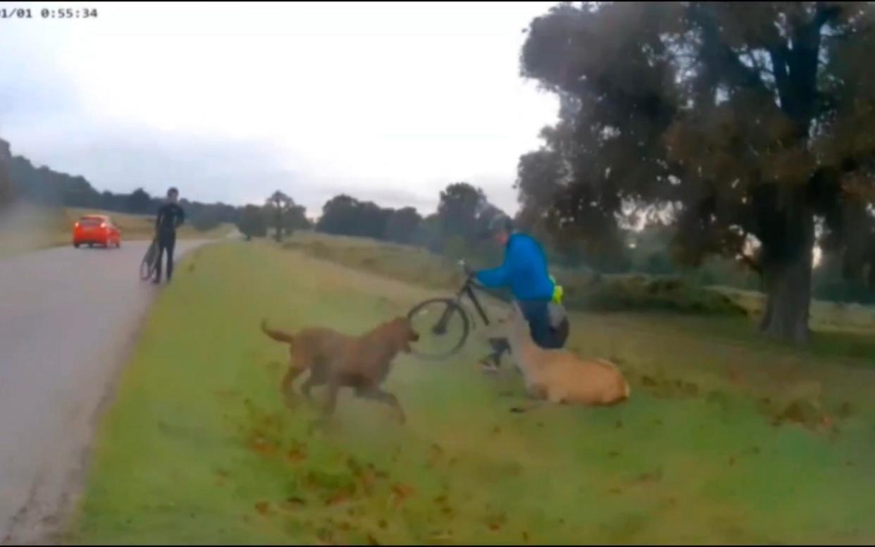 Franck Hiribarne's gun dog 'Alfie' mauled the hind in Richmond Park - Universal News and Sport
