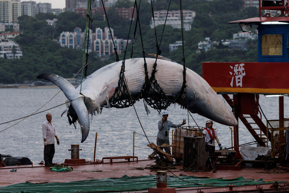 A vessel hoists the carcass of a Bryde's whale onto the ship, in Hong Kong, China, July 31, 2023. REUTERS/Tyrone Siu.     TPX IMAGES OF THE DAY