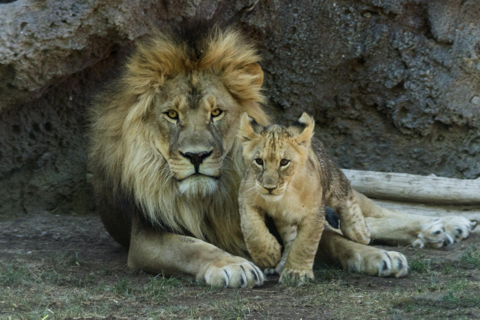 Male lion with young cub