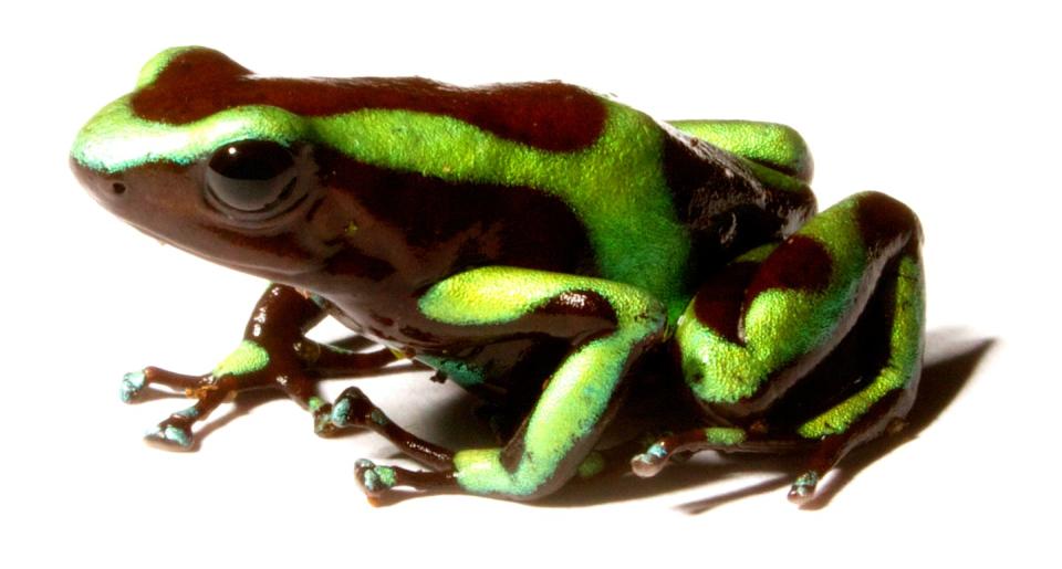 Imagen de una rana flecha verde y negra.