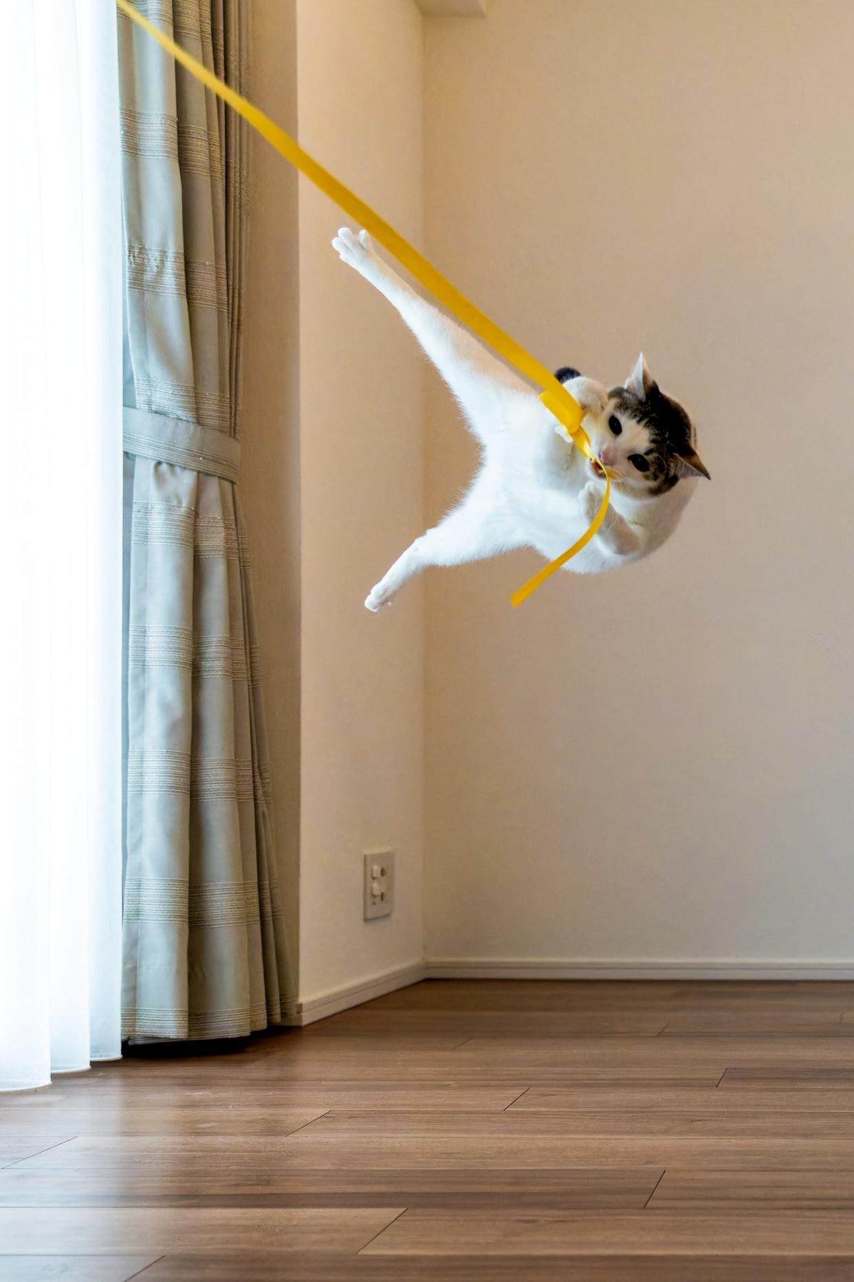 A cat swings from curtains