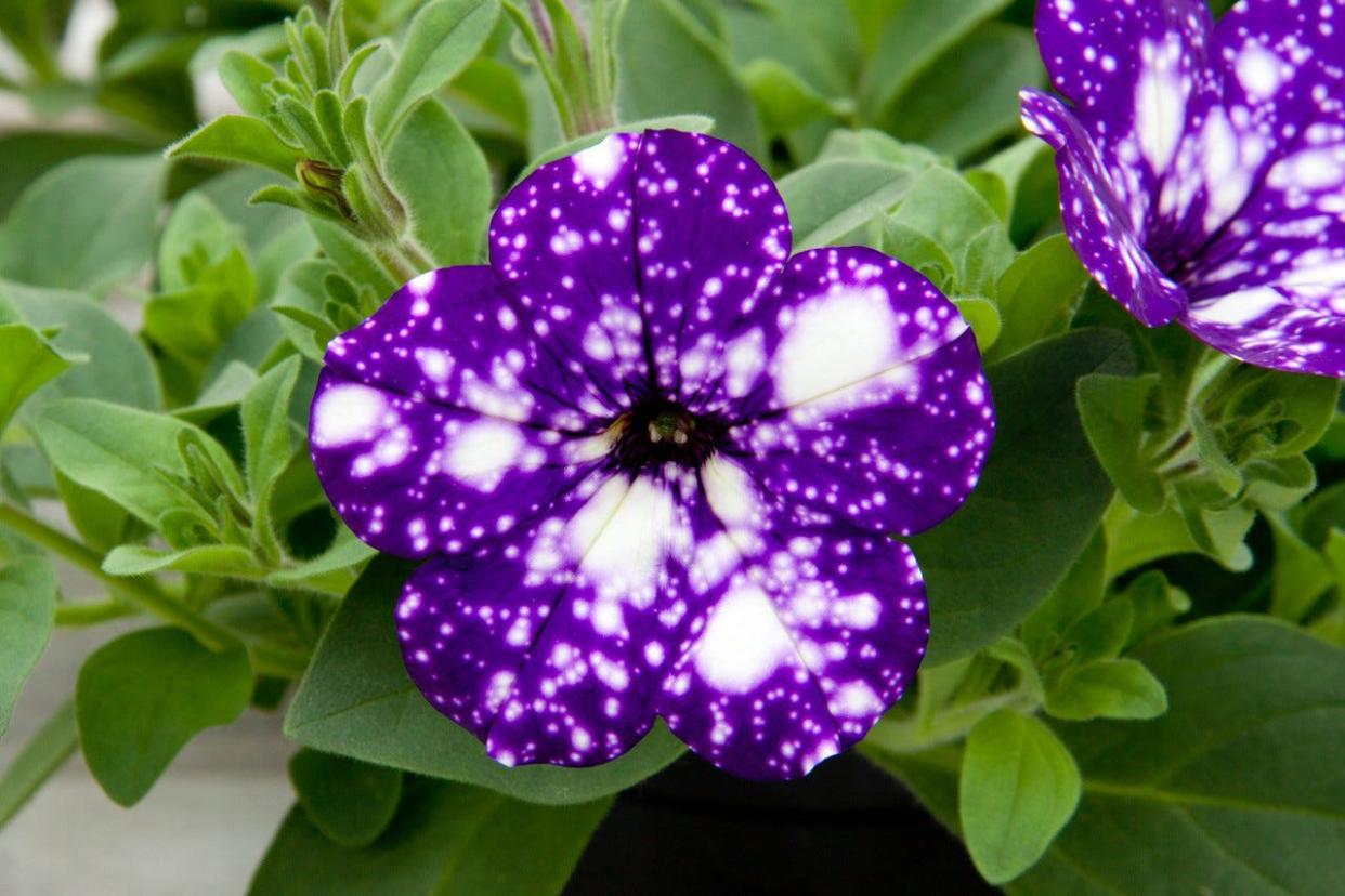 Night Sky petunia's speckled petals make it a good option for a "horti-futurism" garden.