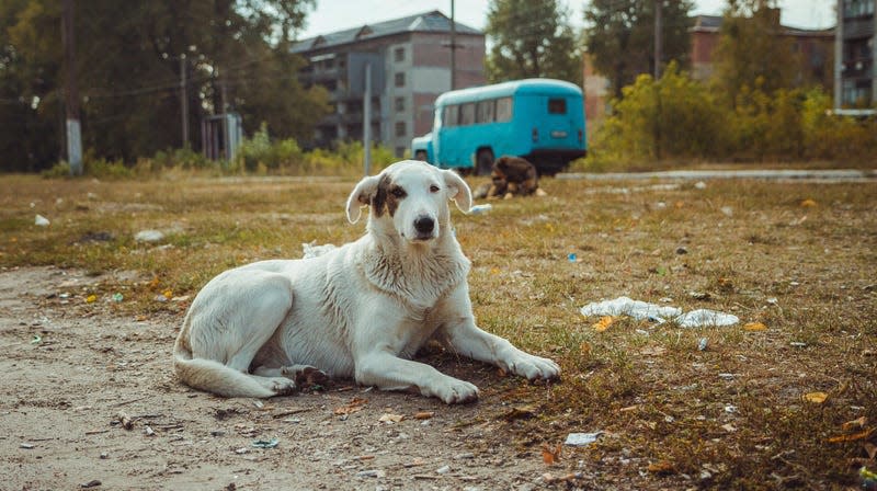 A wild dog purportedly photographed in the abandoned city of Pripyat.