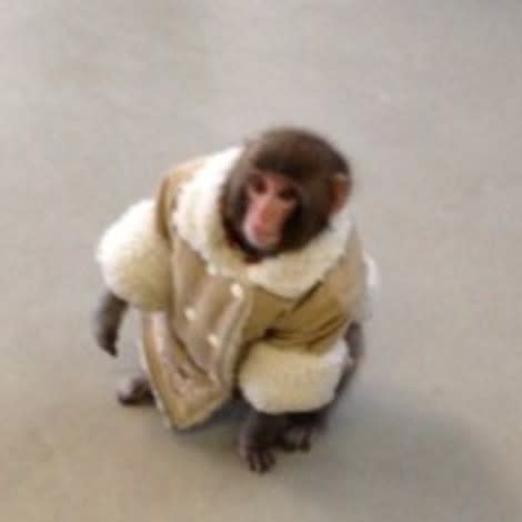 Darwin, a Japanese snow macaques, escaped from a car and began wandering the floors of a Toronto IKEA. Authorities have since taken the domesticated monkey, which is illegal to own in Toronto, to a primate sanctuary.